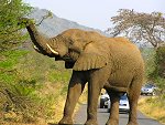 Luxury Safari Hluhluwe Umfolozi Game Reserve