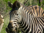 Luxury Kruger Park Safari